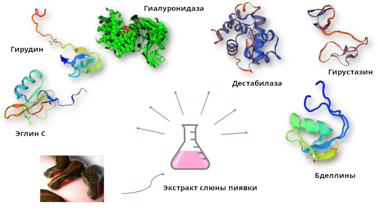Компоненты слюны пиявки
